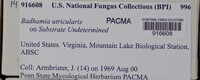 Badhamia utricularis image